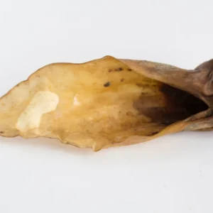 deer ear 01